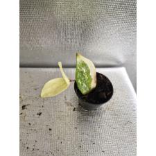 Zamioculcas zamifolia short leaf ук лист с ростом