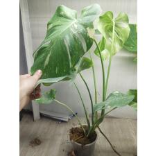 Monstera deliciosa ‘Thai Constellation’ 1 фото  pot  3300р