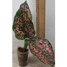 Aglaonema rub gold galaxy A-91