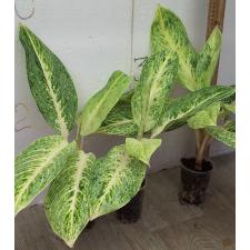 Аглаонема Районг Голд / Aglaonema Rayong Gold