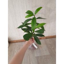Ixora odorata 138