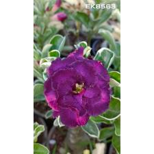 Adenium sp 8563