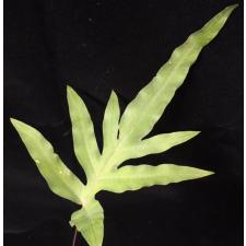 Phlebodium aureum var. undulatum.