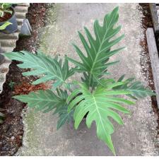 Philodendron pinnatifidum (L) 223