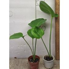 Проифис / Proiphys