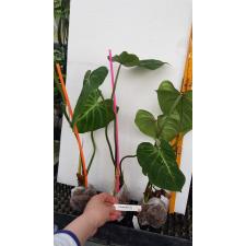 Philodendron gloriosum 1+лист