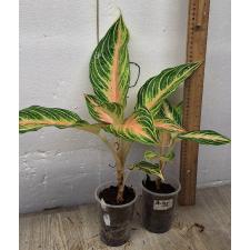 Аглаонема Панама розово-персиковая. / Aglaonema Panama - Pink peach A-95