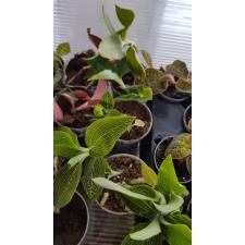 ludisia discolour alba 6 cm pot