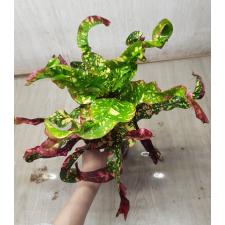Codiaeum A27 Luke gum phang phetch
