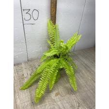 Nephrolepis exaltata cv Blonde (Rita's Gold)