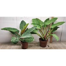 Philodendron imperial Green (М)
