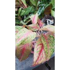 Aglaonema Sri Amphon 63