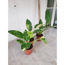 Philodendron congo variegated 