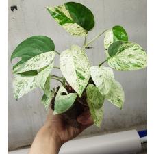 Epipremnum pinnatum Marble variegated 15.11- 950р