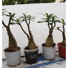 Adenium EK 8407