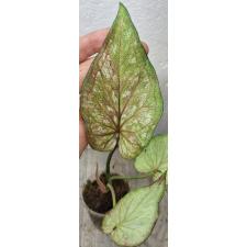 Каладиум двухцветный / Caladium bicolor