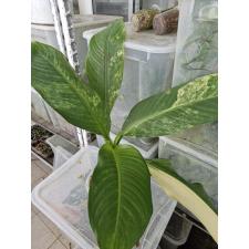 dieffenbachia sp Yellow variegated N10 по 2500p