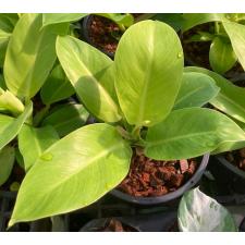 Philodendron 'Moonlight' 535