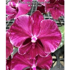 Фаленопсис Мики Черный Мрамор "469" / Phal. Miki Black Marble '469'