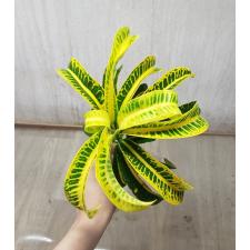 Codiaeum A21 Khao kae
