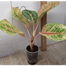 Аглаонема Тигр 3 цвета / Aglaonema Tiger 3 colors A-81