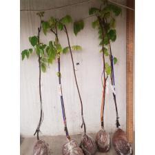Averrhoa carambola 'B17' (grafted) 28
