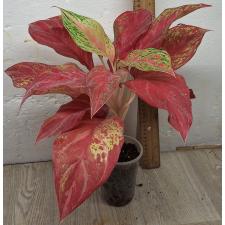 Аглаонема Красная Королева / Aglaonema Red Queen A-134