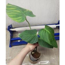 Philodendron sp Fuzzy petioles 800р