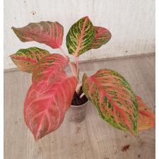 Aglaonema Miss Thailand A-92