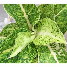 Аглаонема Лаксубтонг / Aglaonema Laksubtong A-53