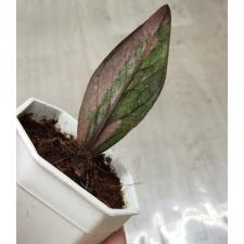 Zamioculcas zamiifolia black variegated (1 leaves) номер 6