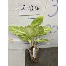 Аглаонема золотая ложка / Aglaonema Gold spoon A-105