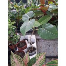 ficus petiolaris pot