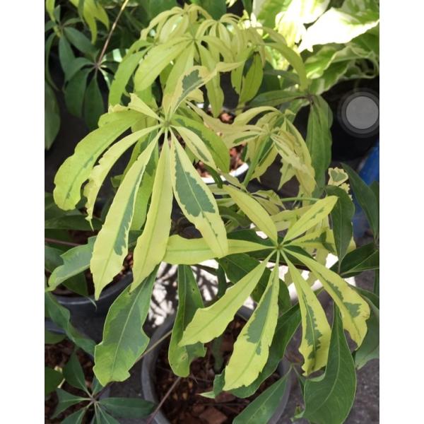 Сейба пятнистая, вариегатная / Ceiba pentandra variegata