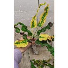 Codiaeum C-2 Thao thos sa pin Уценка