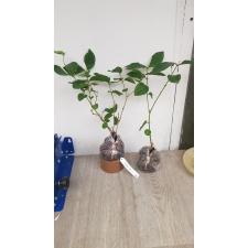 Jasminum Mali Pikul 471/1