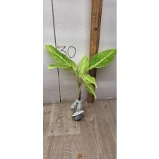 Aglaonema Sun drop A-38 Уценка