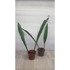 Sansevieria sp.(T01) (Blue leaf) 922