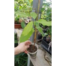 Ficus racemosa (s) стакан по 550р