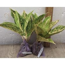 Аглаонема Легаси - белая / Aglaonema Legacy - white A-109