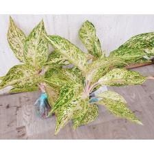 Aglaonema Malaitong A-44