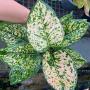 Aglaonema P-26 Gold Paper