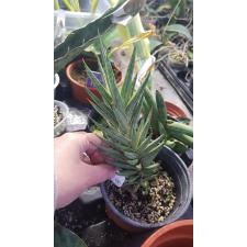 Sansevieria francisii variegated 750