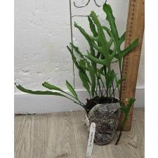 Дринария дуболистная ‘Грин Фрост’ / Drynaria quercifolia 'Green Frost'.