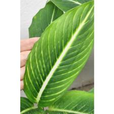 Диеффенбахия Стерлинг / Dieffenbachia Sterling (S)