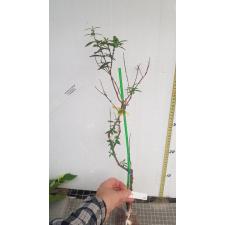 Psidium Super Dwarf (not wavy leaf) 643