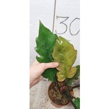 Philodendron sp Caramel pot