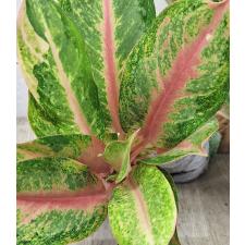  Аглаонема Лукбей - длинные листья / Aglaonema Lokbay - long leaves A-82