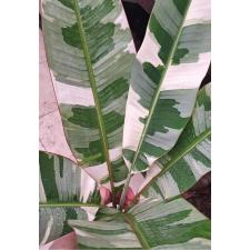 Варегатный банан (Белая варегатность) / Musa variegated (White variegated)