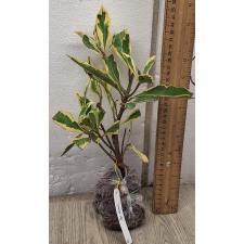 Ардизия сп. (Белый край) / Ardisia sp. (White margin)